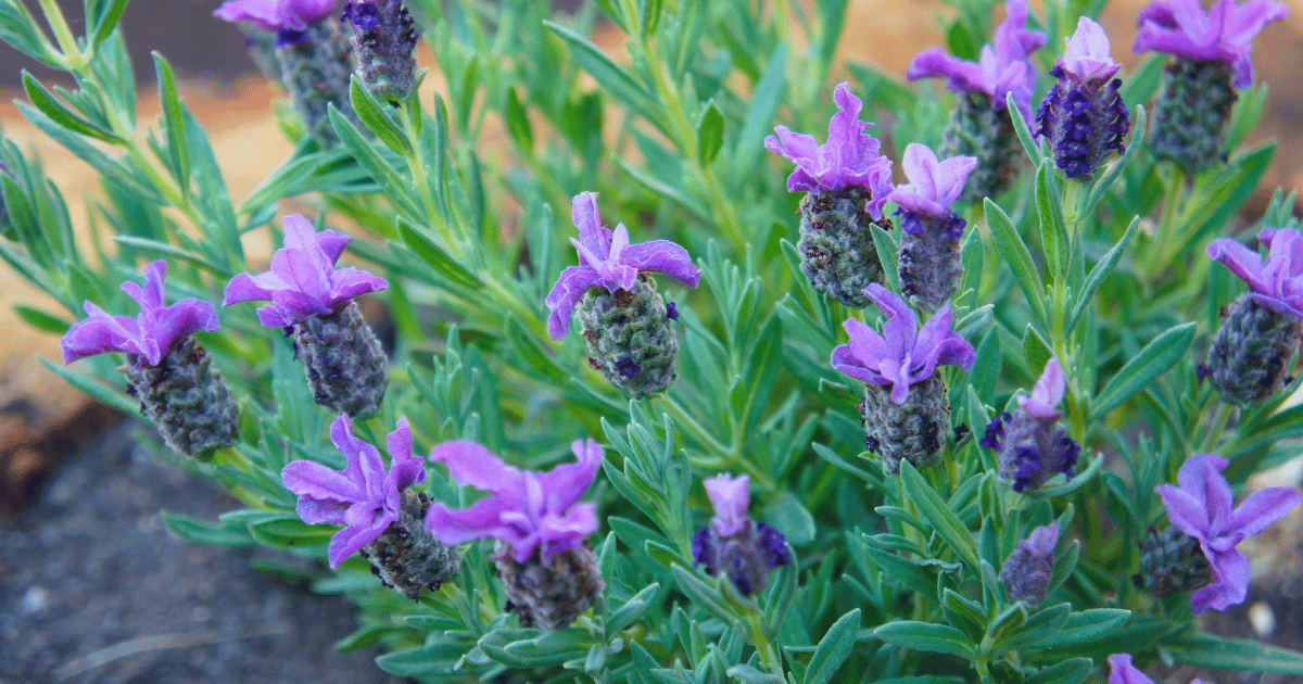 Lavandula latifolia or broadleaved lavender purple flowers