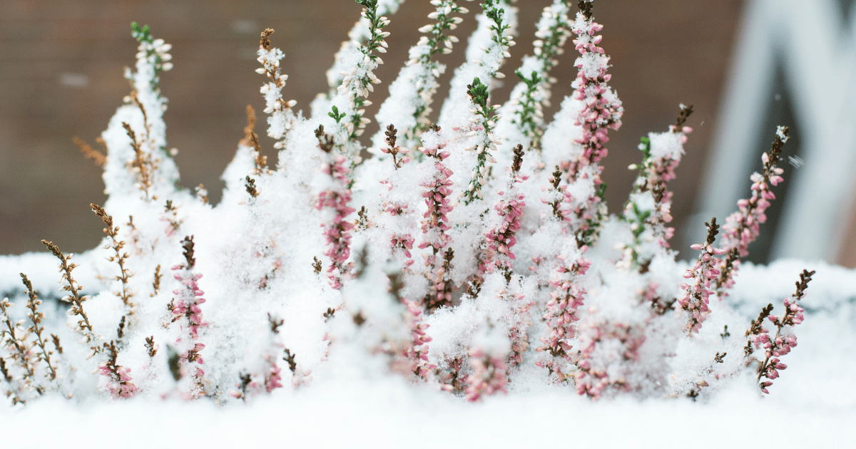 Beautiful lavender in the white snow