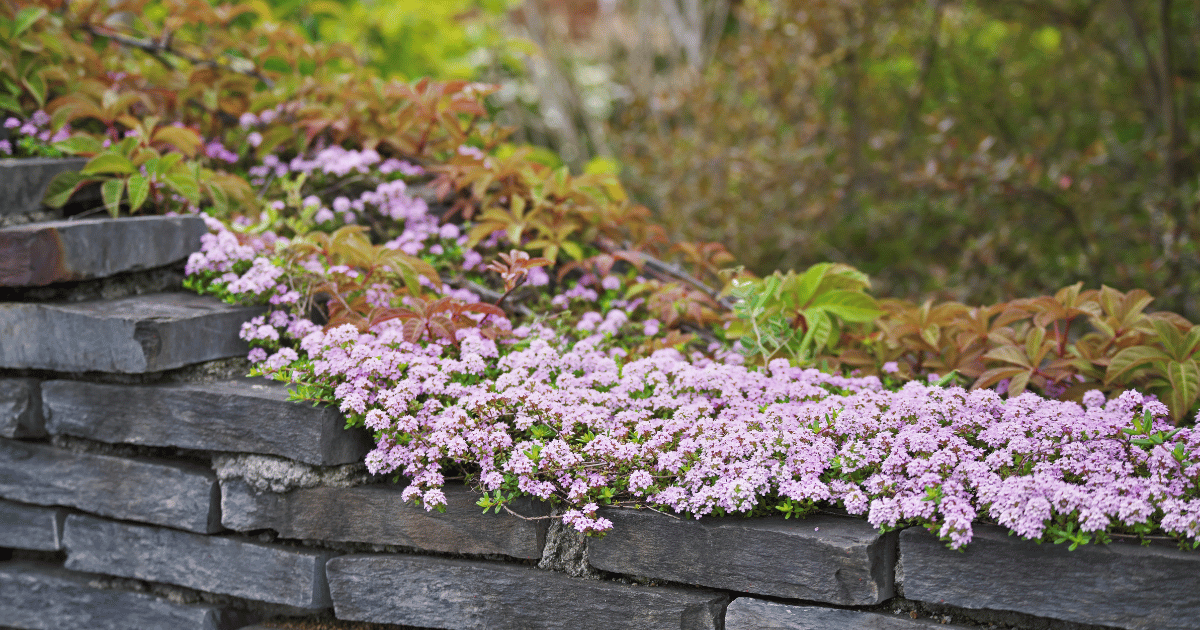 Creeping thyme on a brick wall