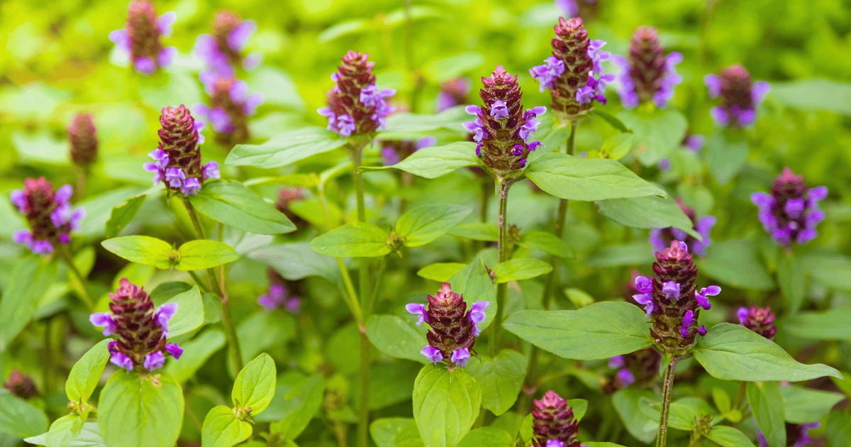Self Heal (Prunella vulgaris) plants and flowers