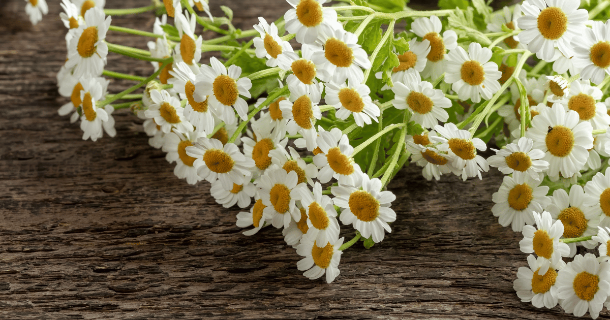 Fresh Feverfew (Tanacetum parthenium) on a wooden table