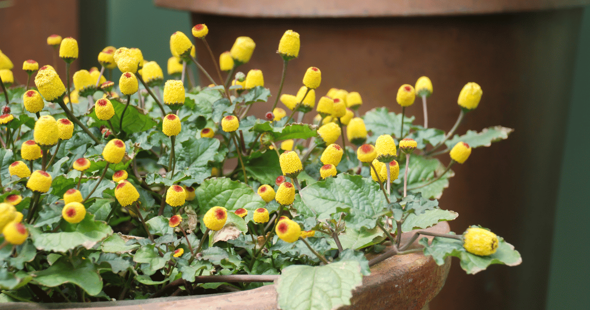 Fresh flowering para cress plant, Spilanthes oleracea