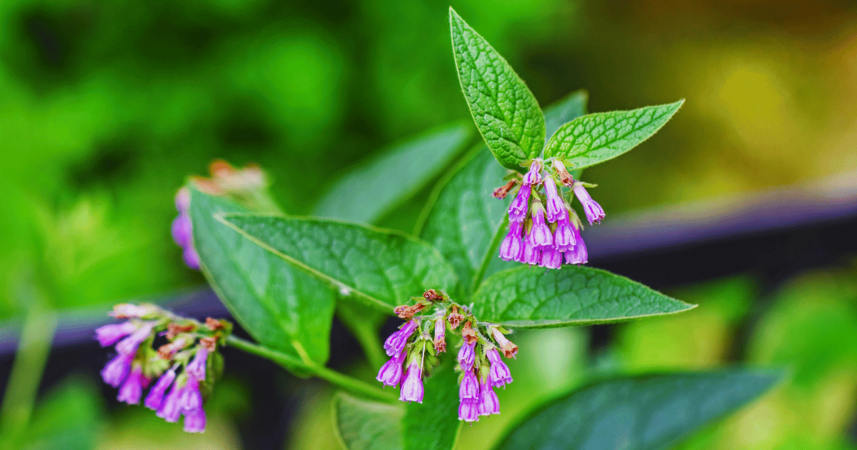 Comfrey flowers and leaves on a summer day.