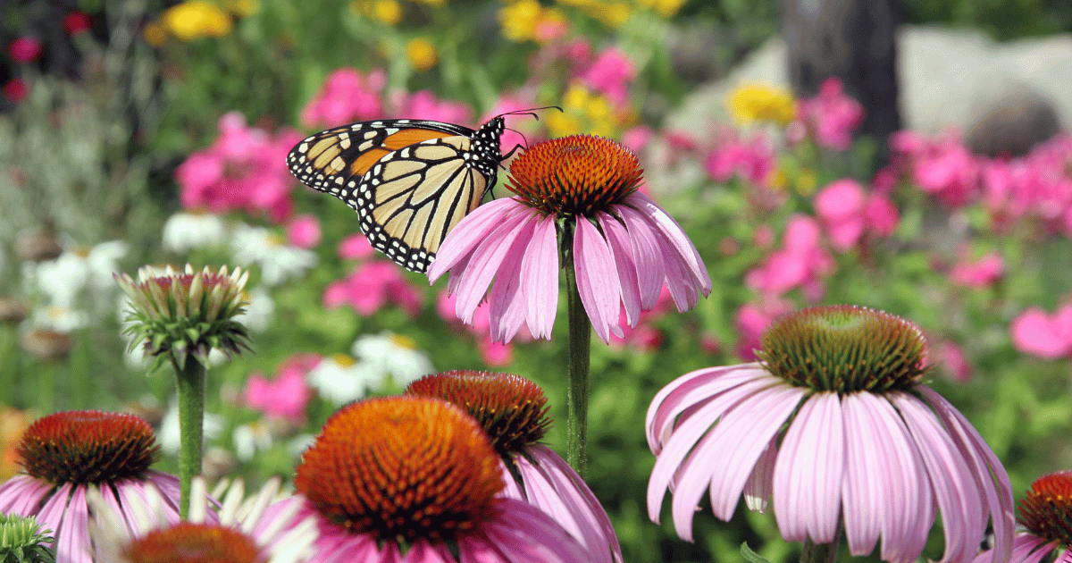 Echinacea, purple coneflower and a monarch butterfly in a garden
