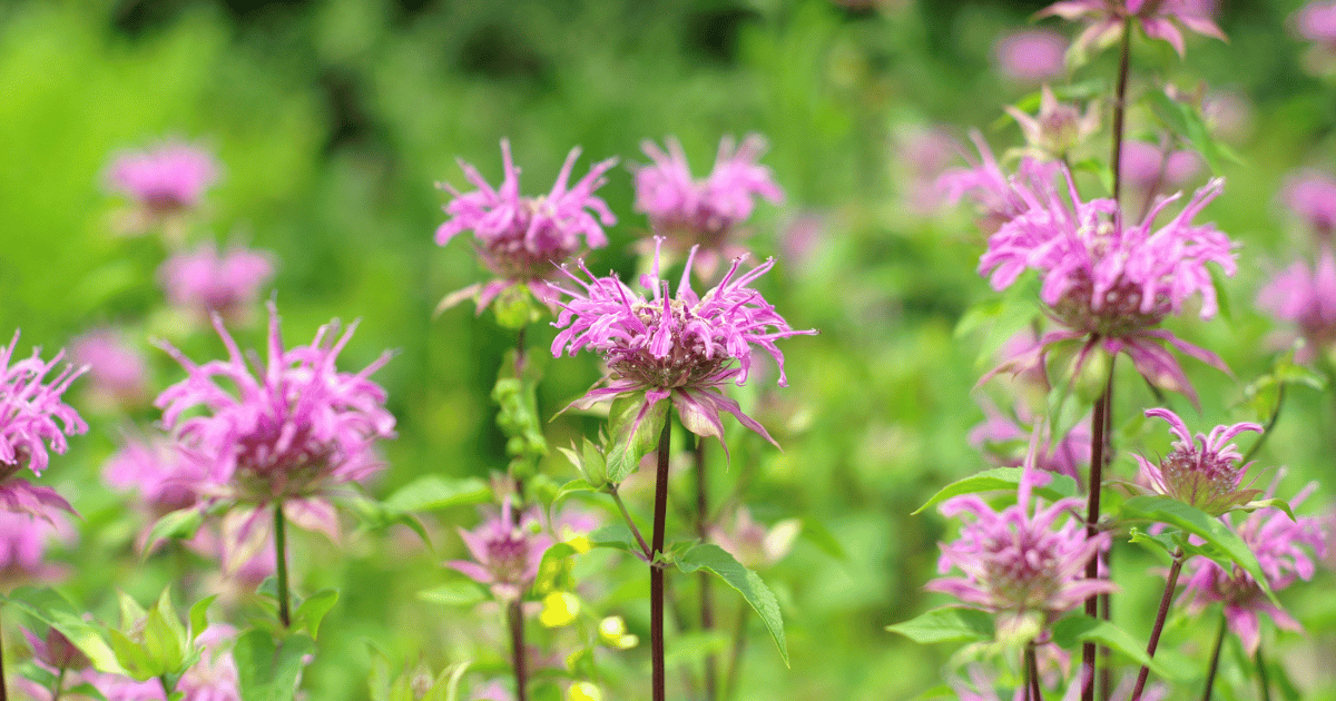 Wild Bee Balm flowers in a garden