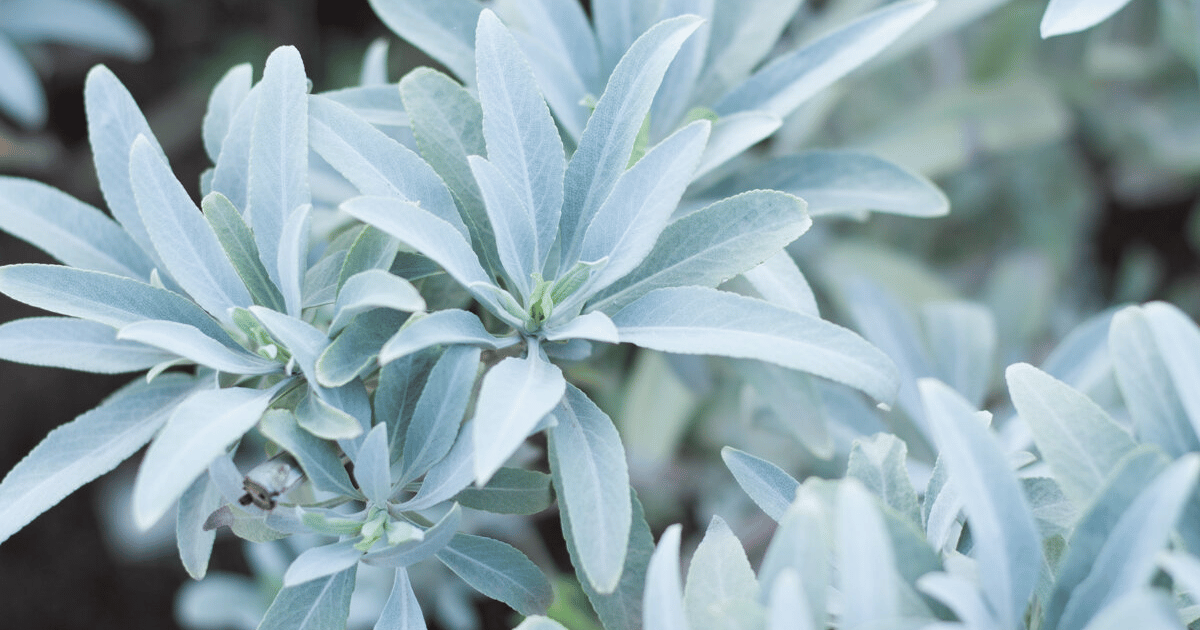 White sage with silvery white leaves.