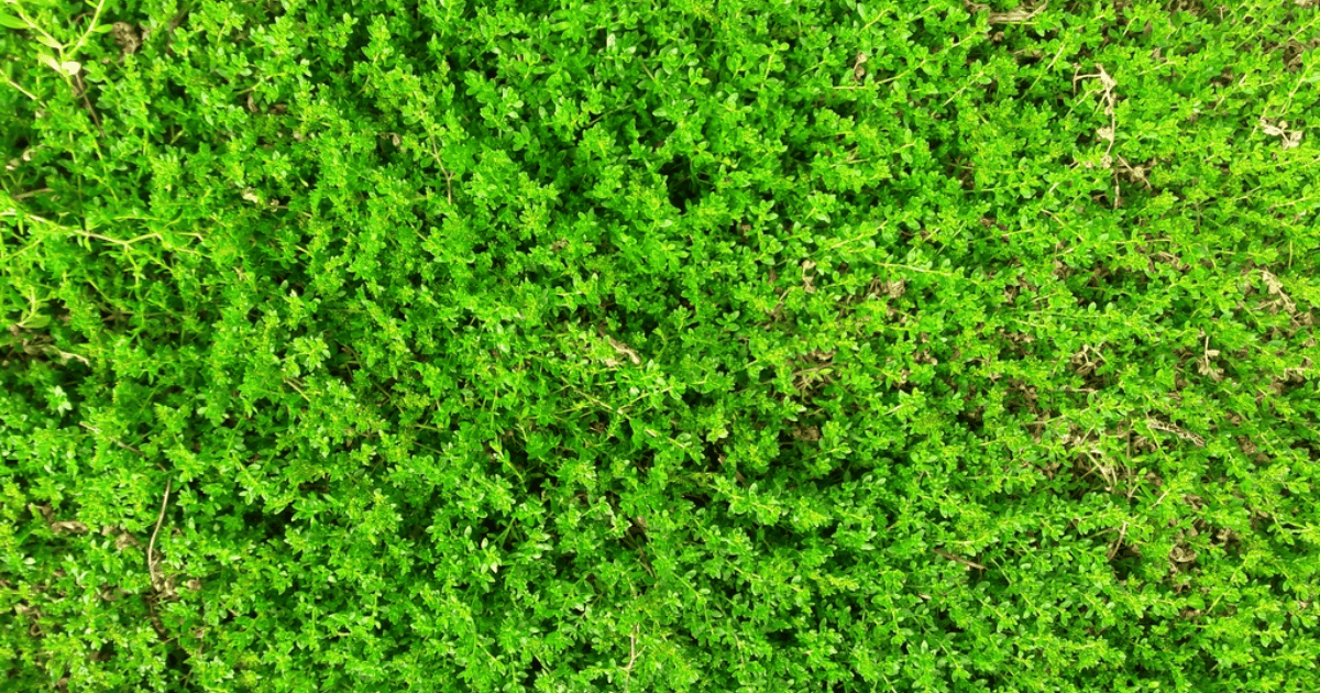 Rupturewort (Green Carpet) used as a grass replacement