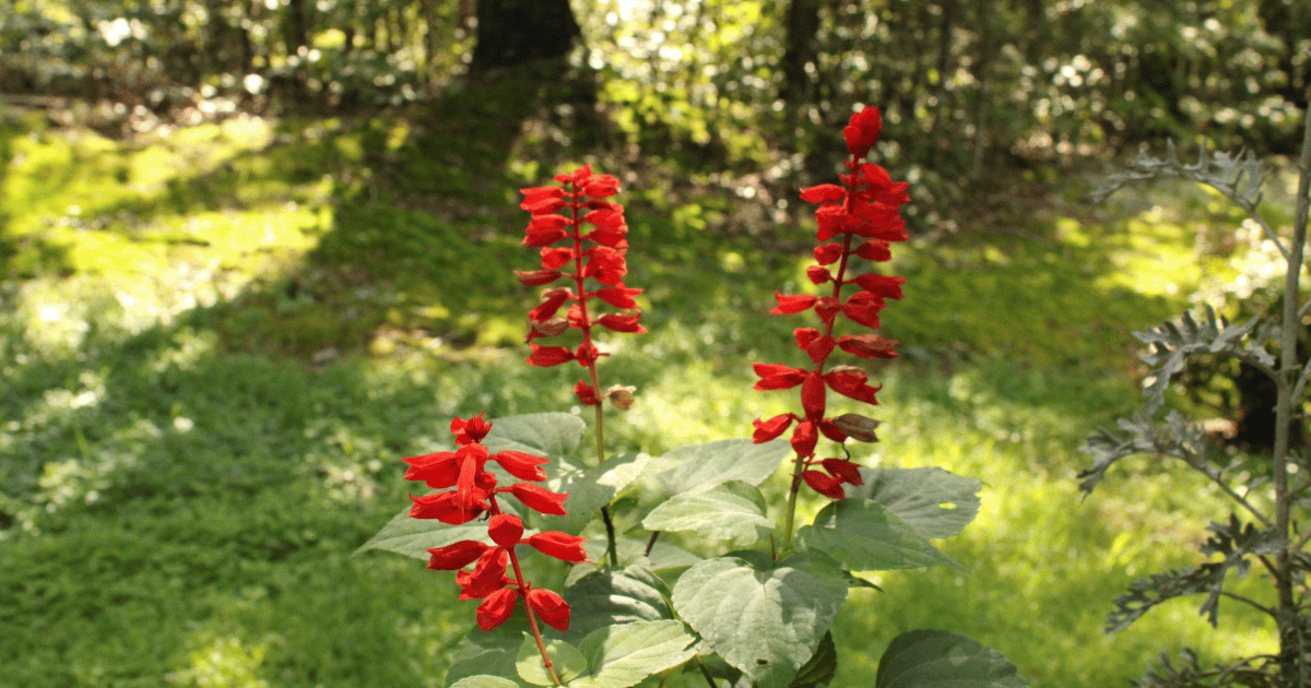 Cardinal flower is loaded with intense red flowers along tall stems