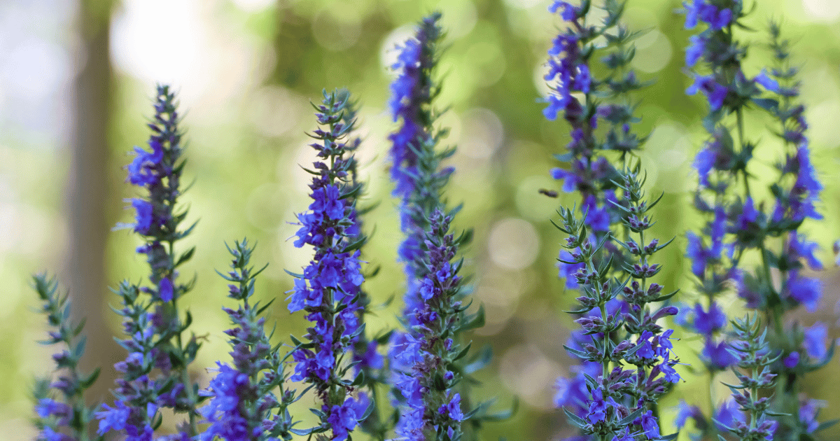 Blue hyssop (Hyssopus officinalis) flowers