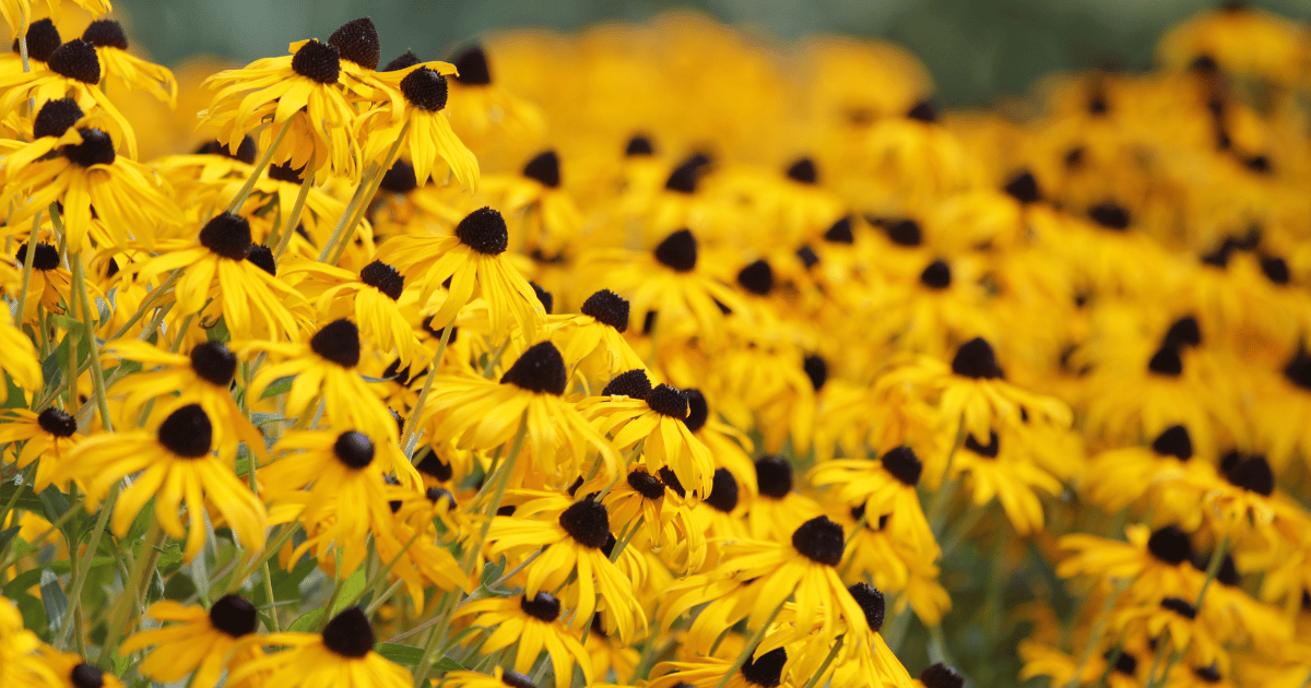 Field of yellow Black Eyed Susan Flowers
