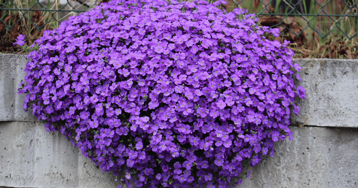 Purple rockcress flowers hanging over a rock wall. Southern Seed Exchange.