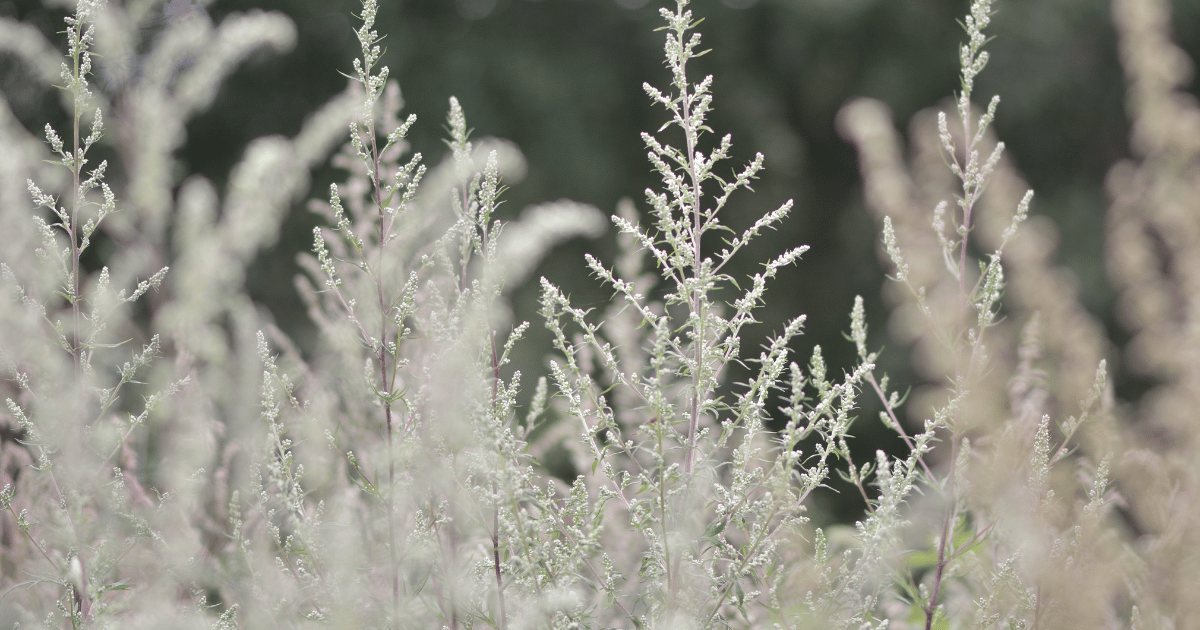 Mugwort (Artemisia vulgaris) in flower