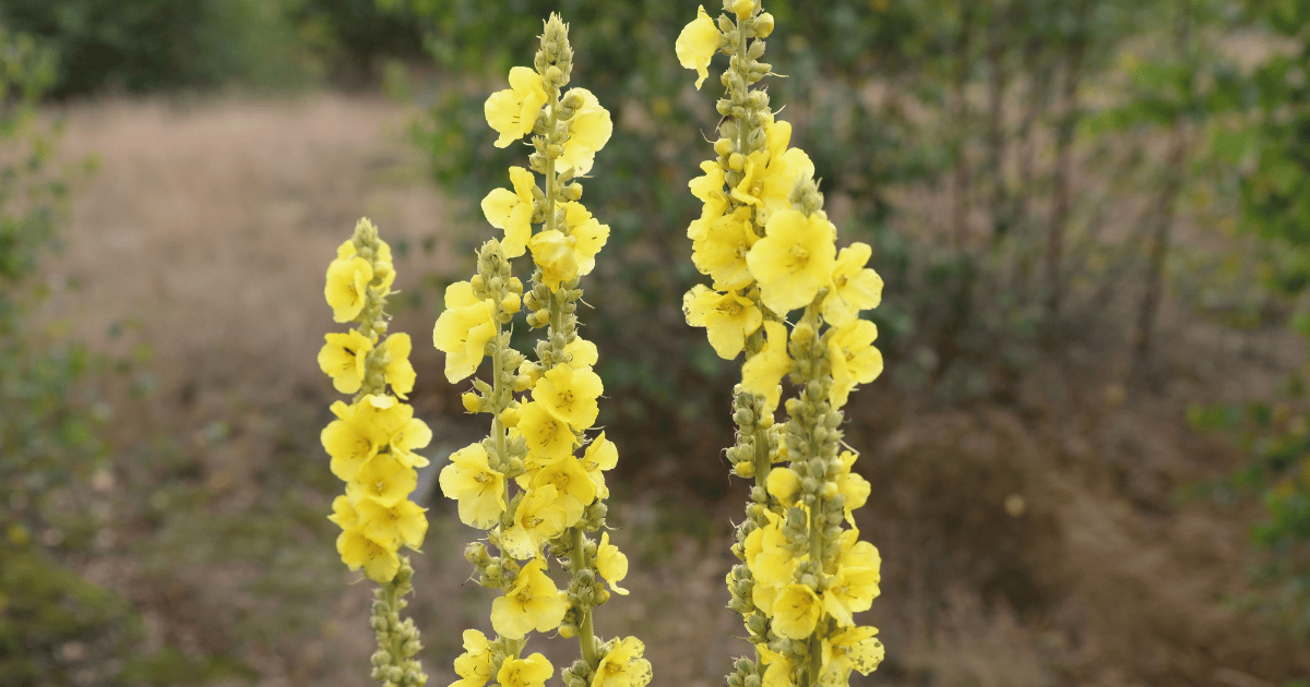 Common mullein stalks with beautiful yellow flowers