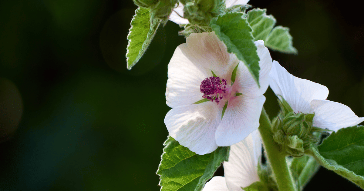 Marshmallow (Althaea Officinalis) flowers in the garden.