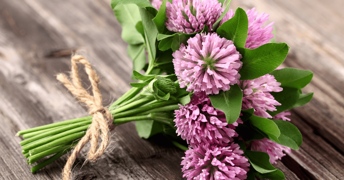 Bundle of red clover on a wooden table.