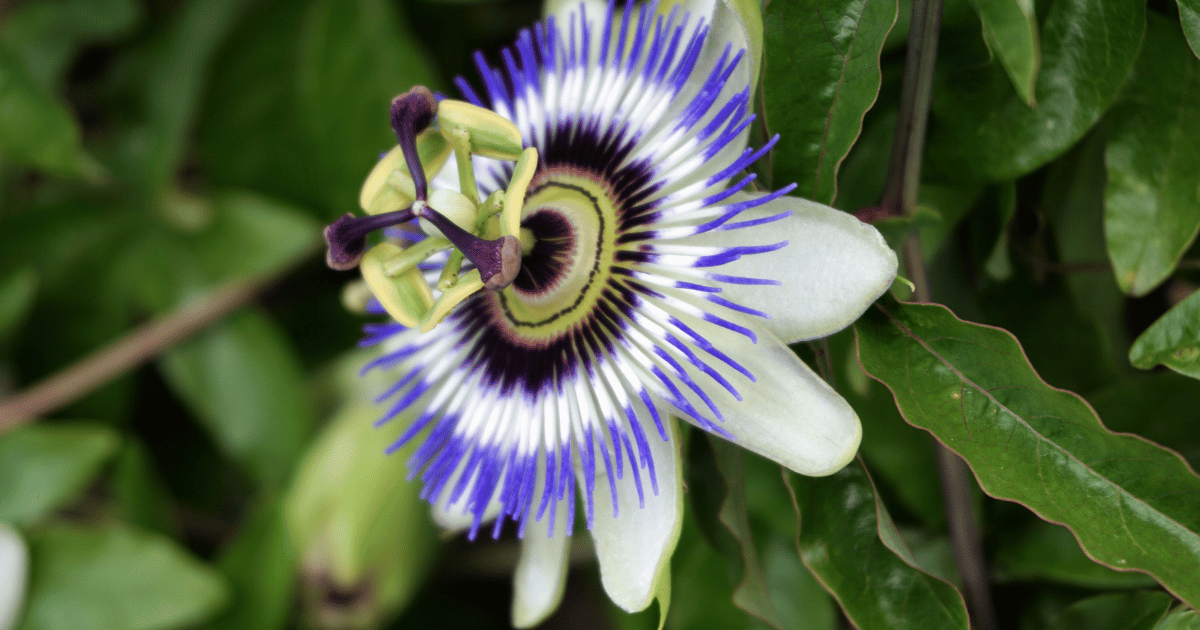 Blue passionflower flower and leaves, closeup.