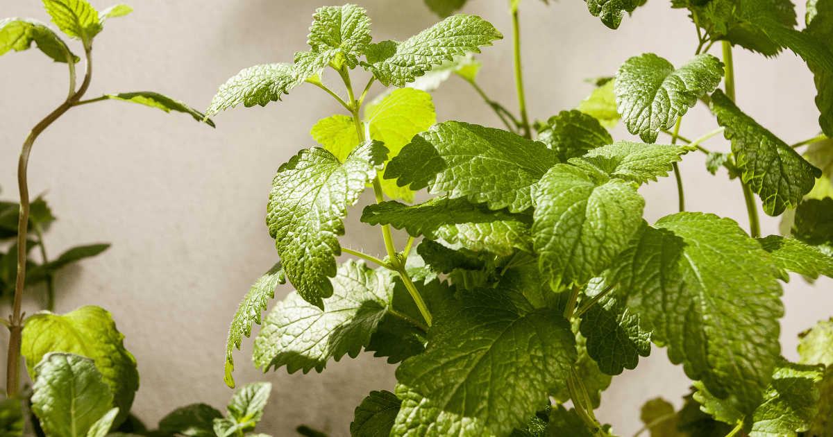 Lemon balm (Melissa officinalis) on a balcony