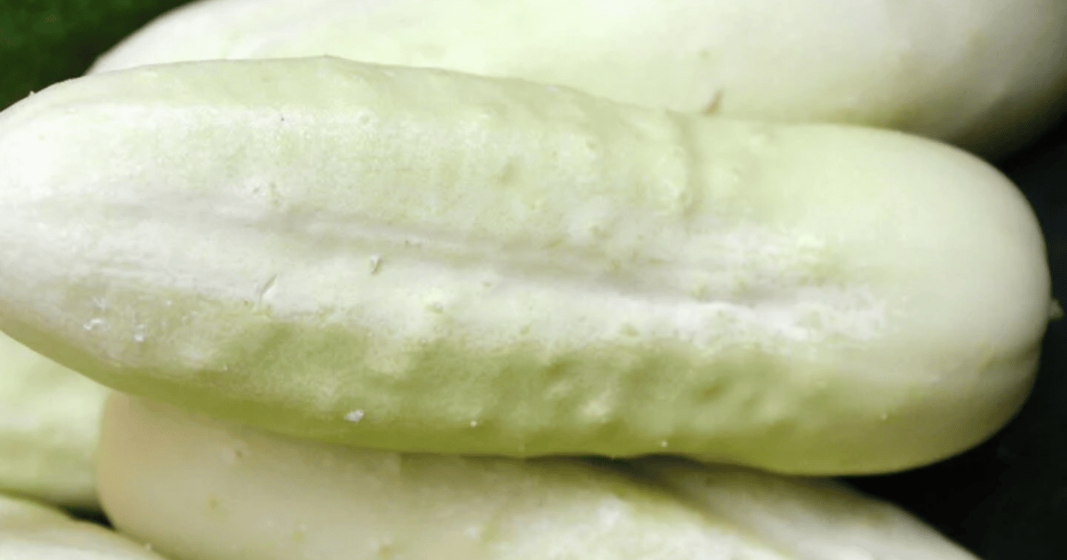 Closeup of white wonder cucumber