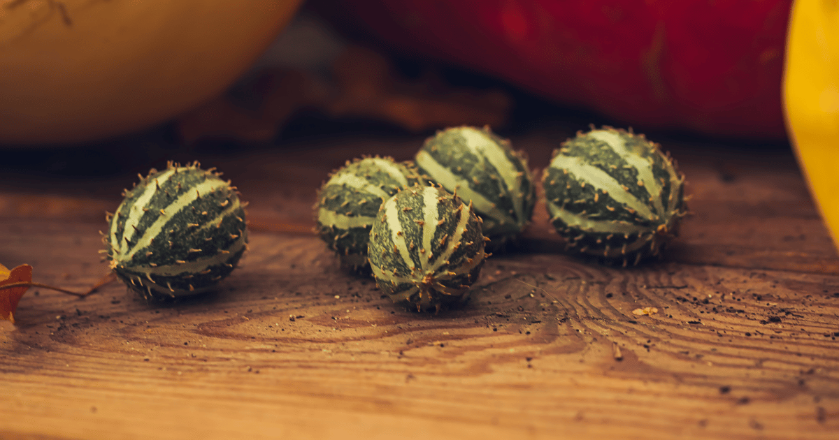 West Indian Gherkin on wood surface