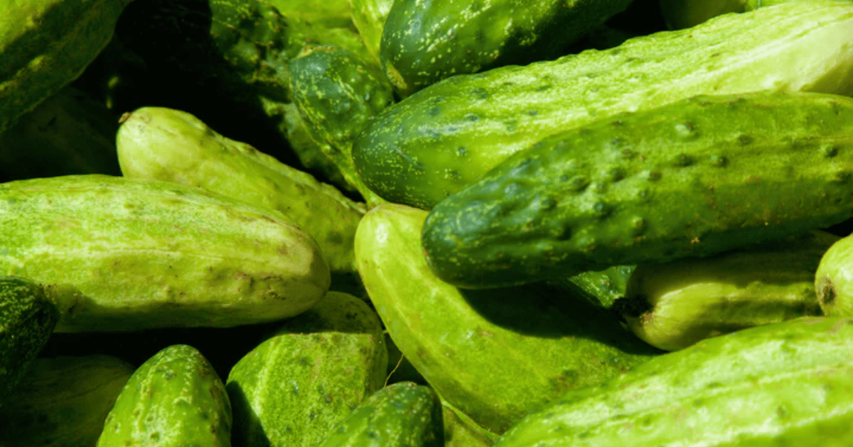 Group of H-19 Little Leaf cucumbers