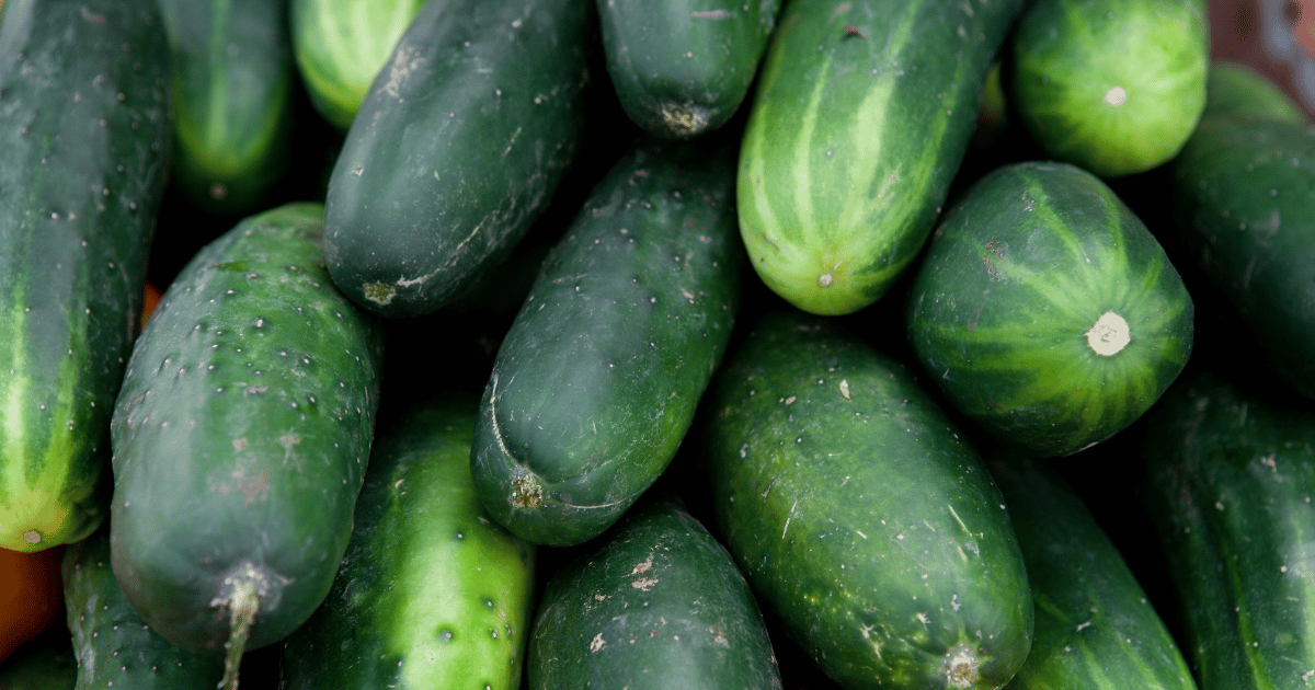 Bunch of Ashley cucumbers with green stripes