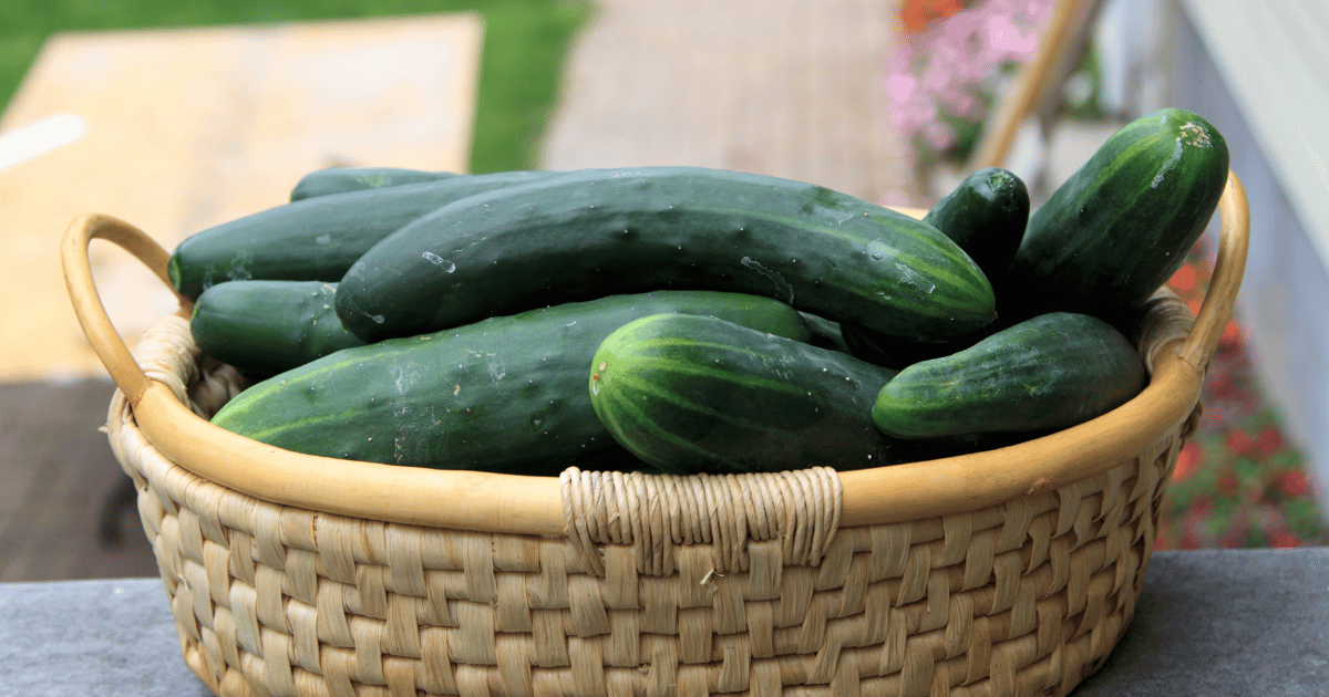 Marketmore 76 cucumbers in a basket