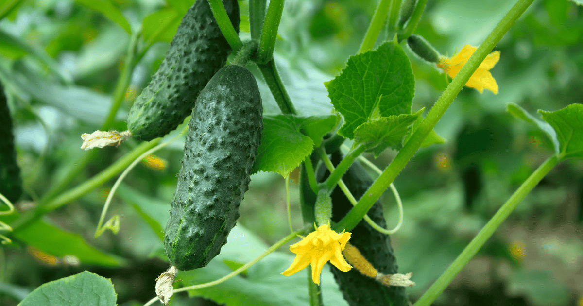 Cucumber Pioneer on a vine with yellow flower