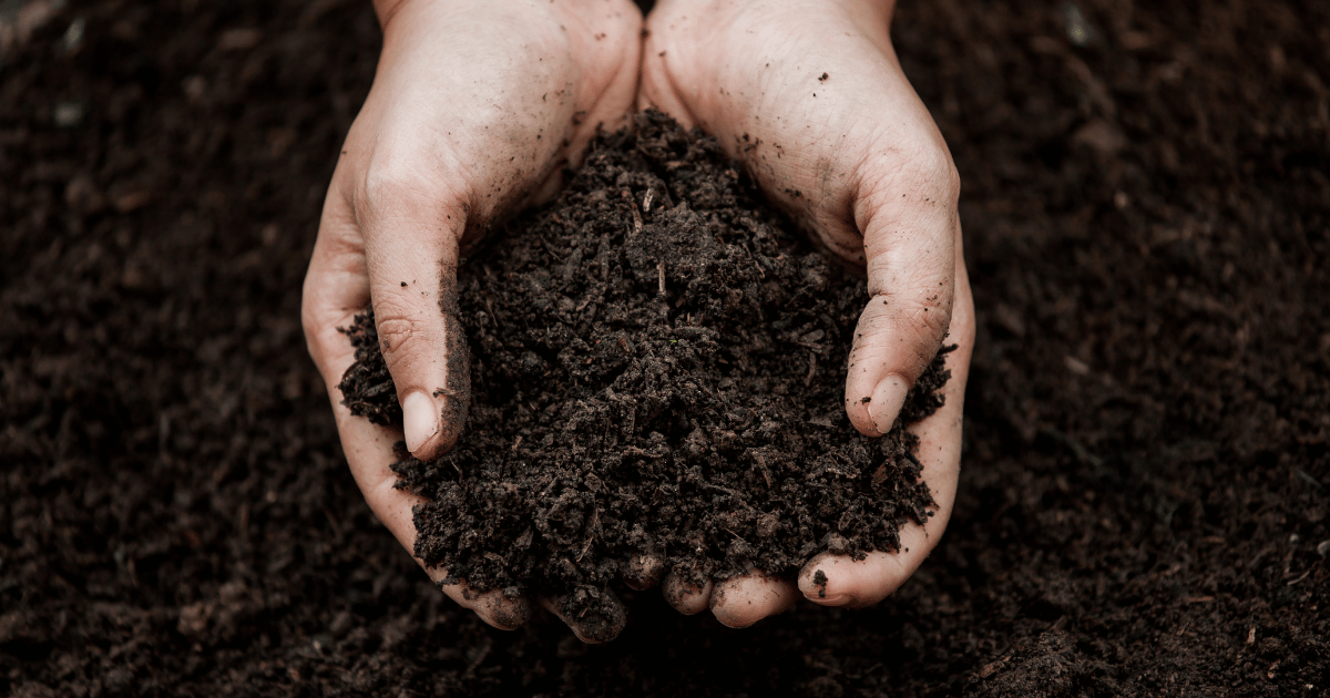 Person holding soil in hand