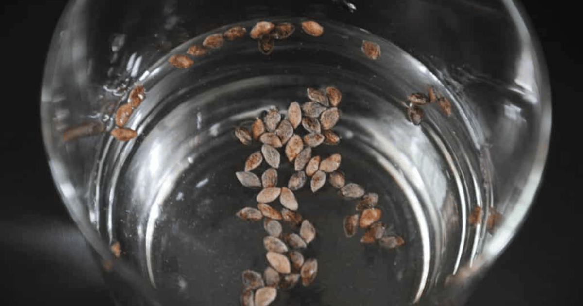 Seed float test in a glass of water