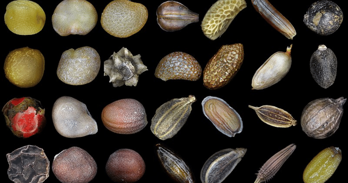 Different shapes and sizes of seeds