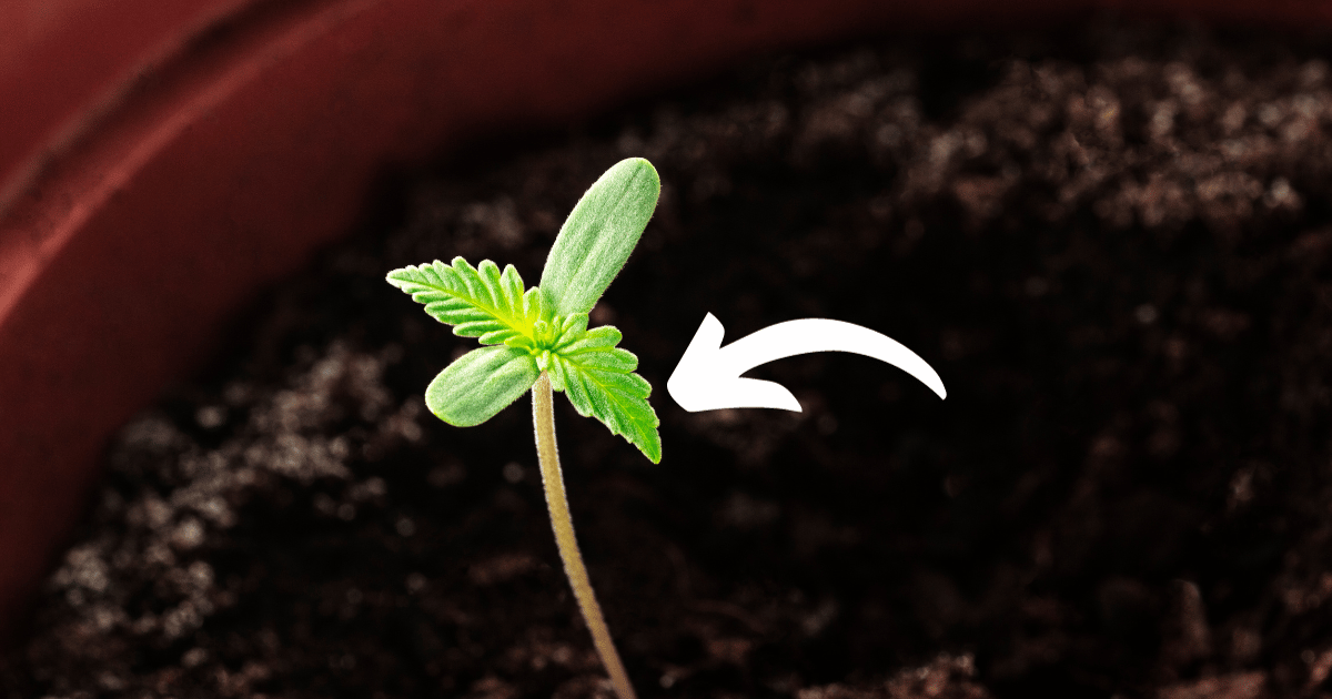 Seed Starting Essentials: How to Germinate Difficult Seed — The