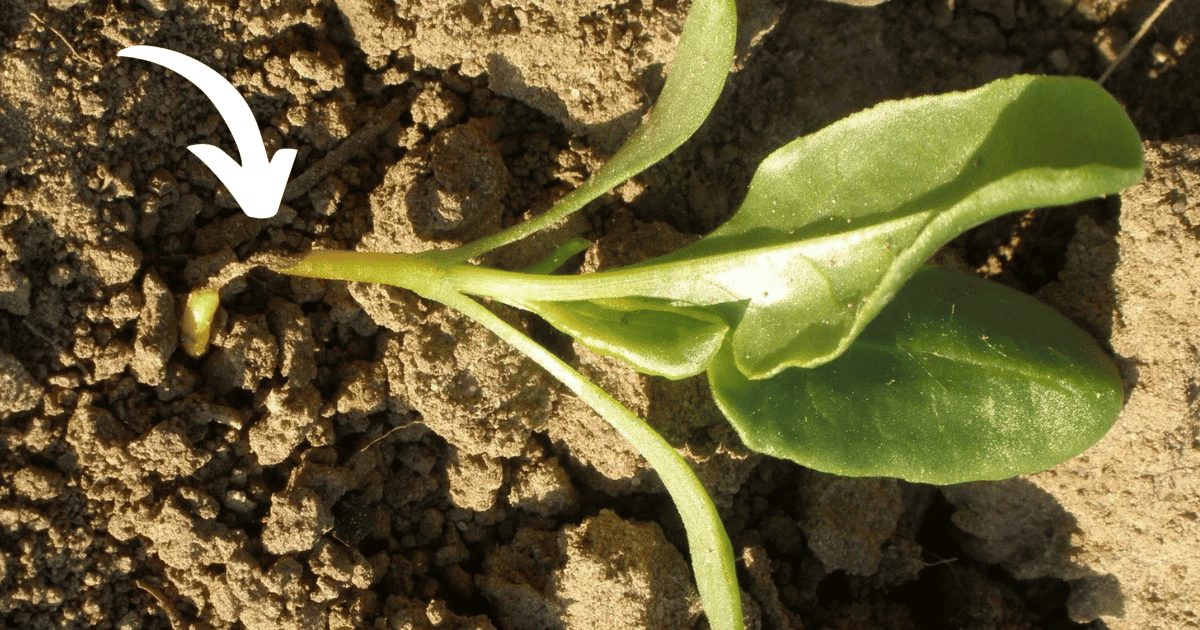 Seedling showing damping off fungal disease
