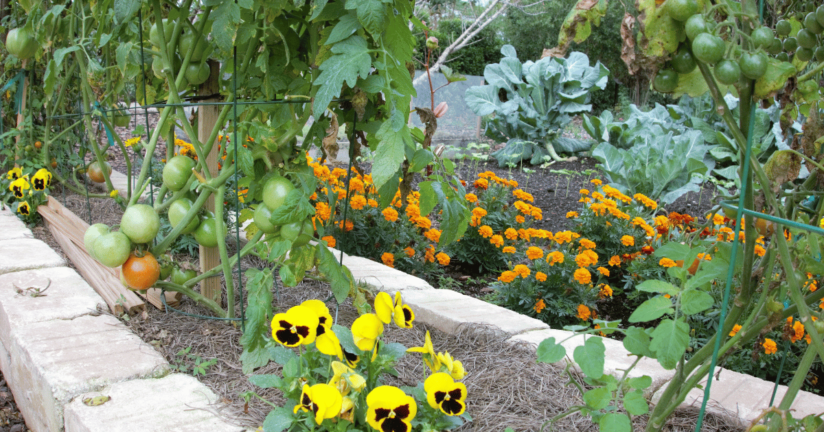 Companion planting with tomatoes and marigolds in a vegetable garden.