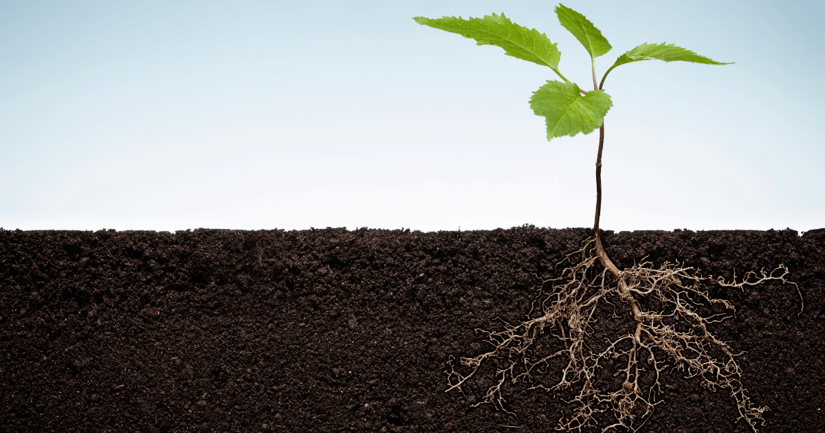 Plant with exposed roots