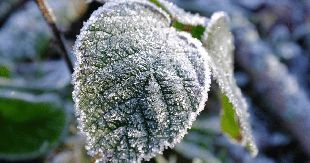 Closeup image of a leaf with frost on it.