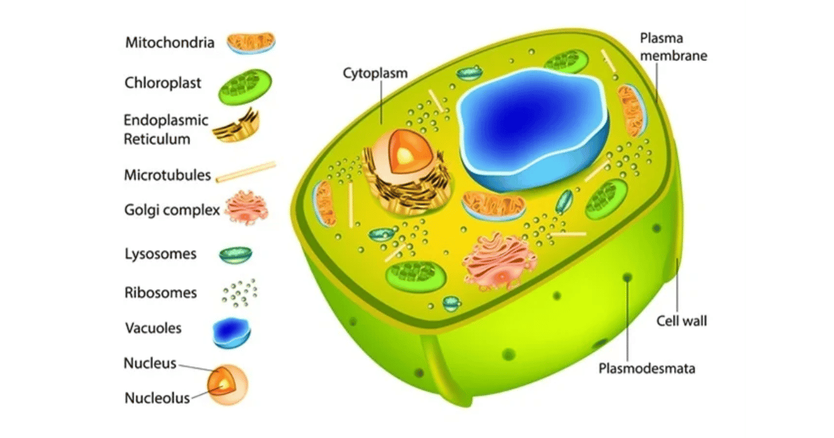 Illustration of plant cell for the purpose of showing the cell wall