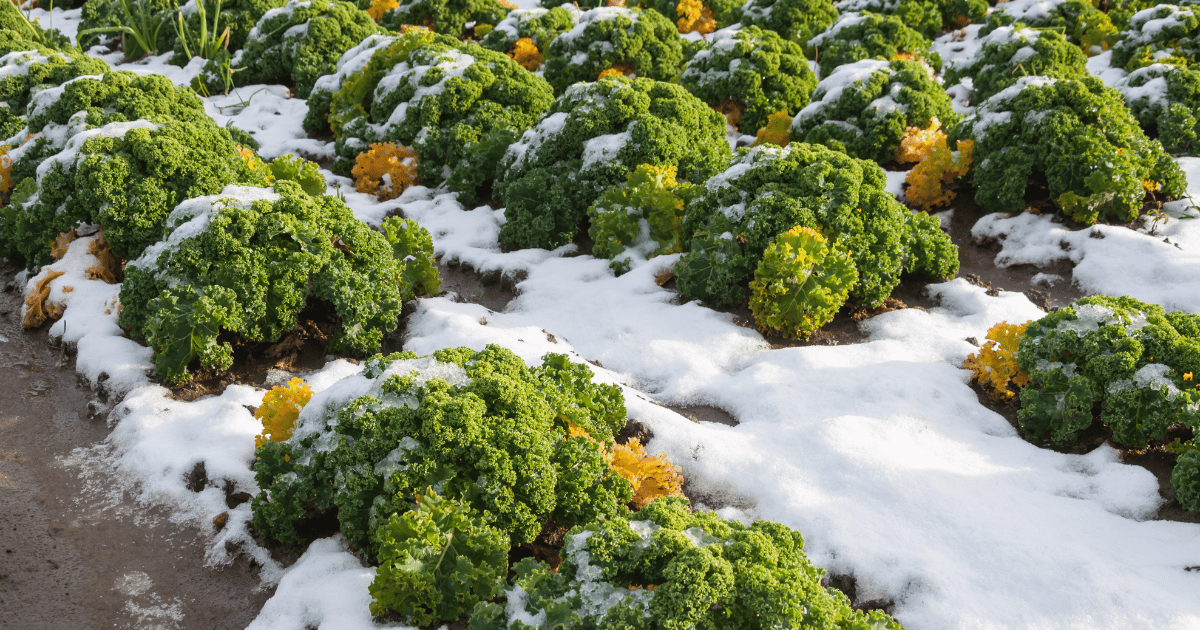 Rows of curled kale in a field covered with snow