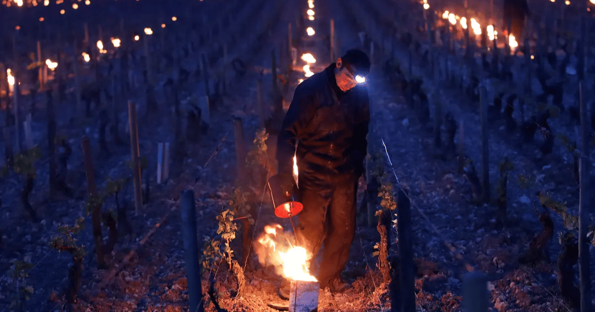 Italian winemaker using fire to keep grapes safe from frost