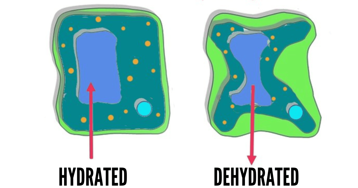 Illustration showing hydrated and dehydrated plant cells.