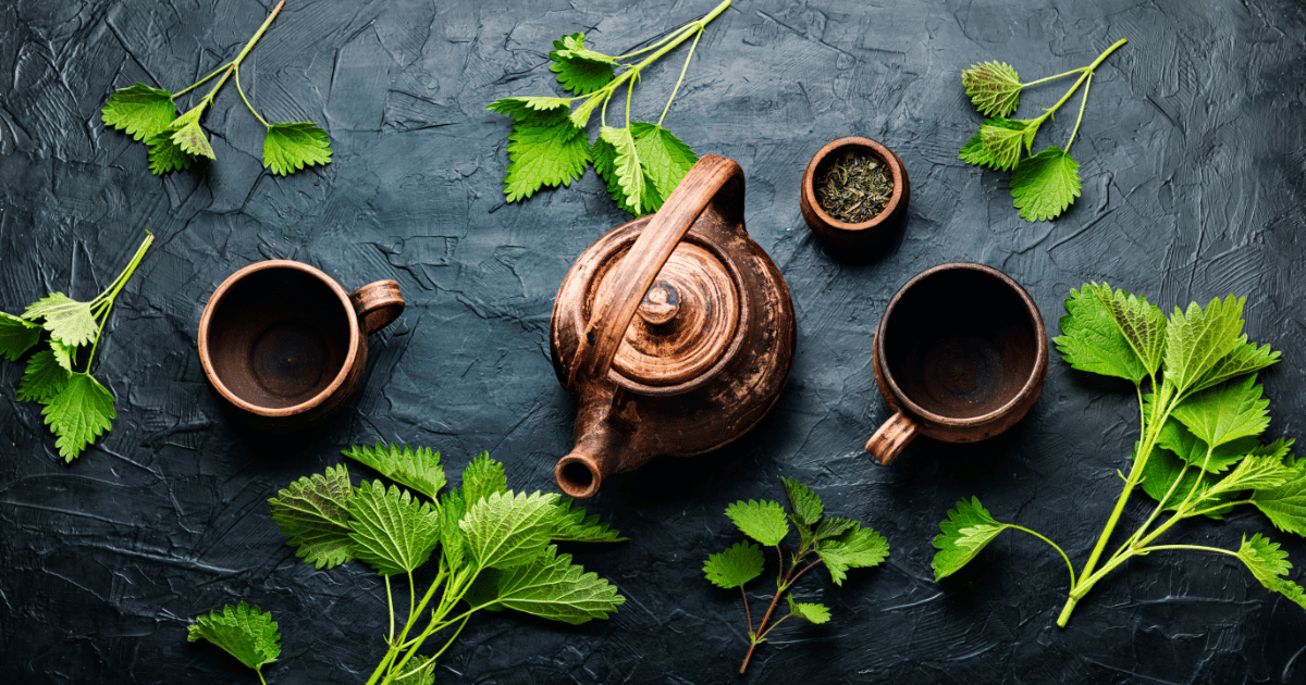 Herbal tea with nettle,stinging nettle