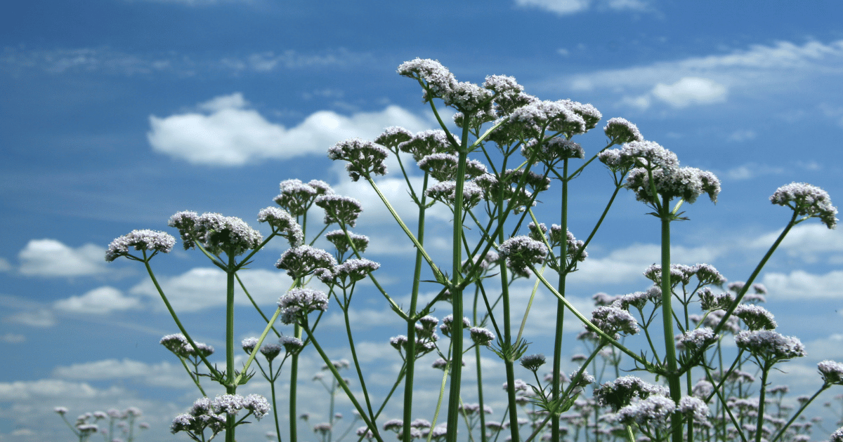 Valerian flowers with a sky background