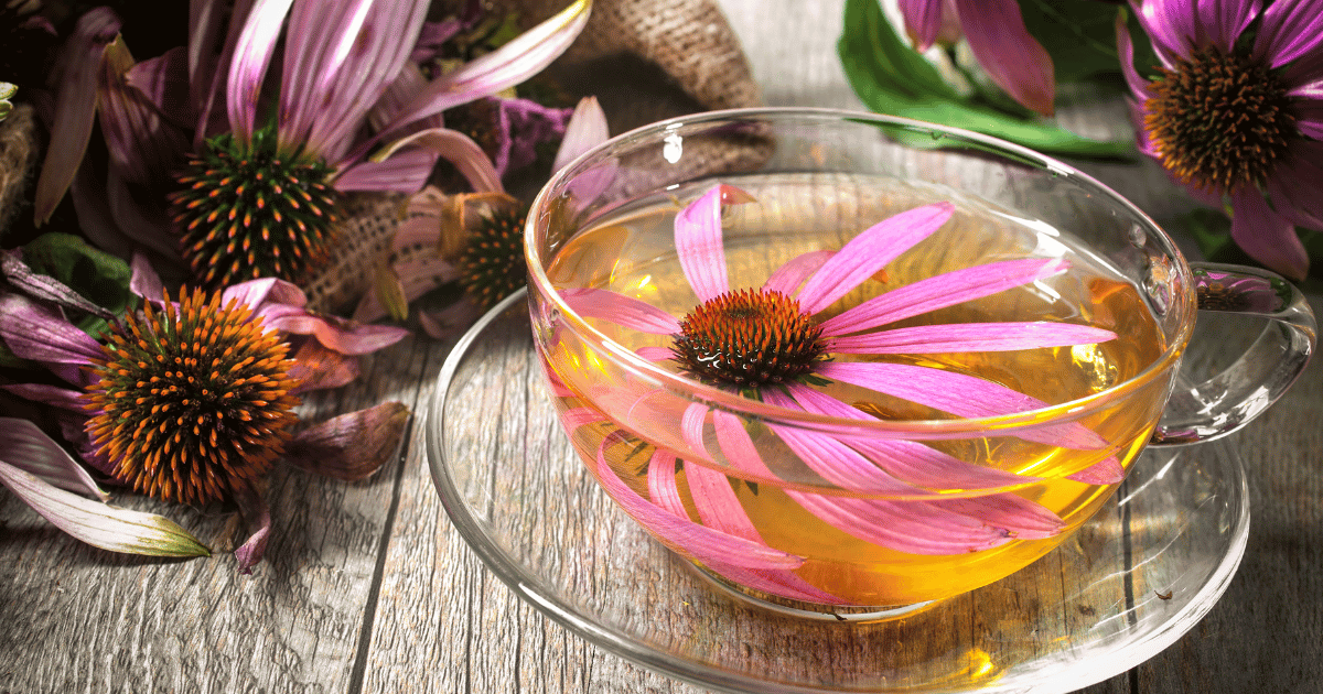 Cup of echinacea tea on wooden table
