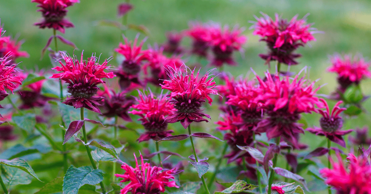 Scarlet Bee Balm in Bloom