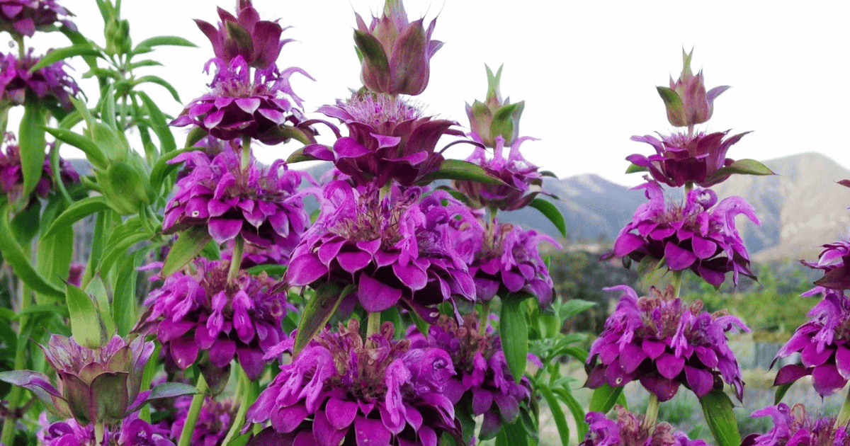 Lemon Bee Balm (Monarda citriodora) flower in full bloom.