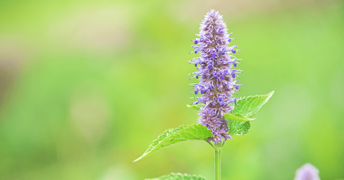 Anise Hyssop flower in bloom