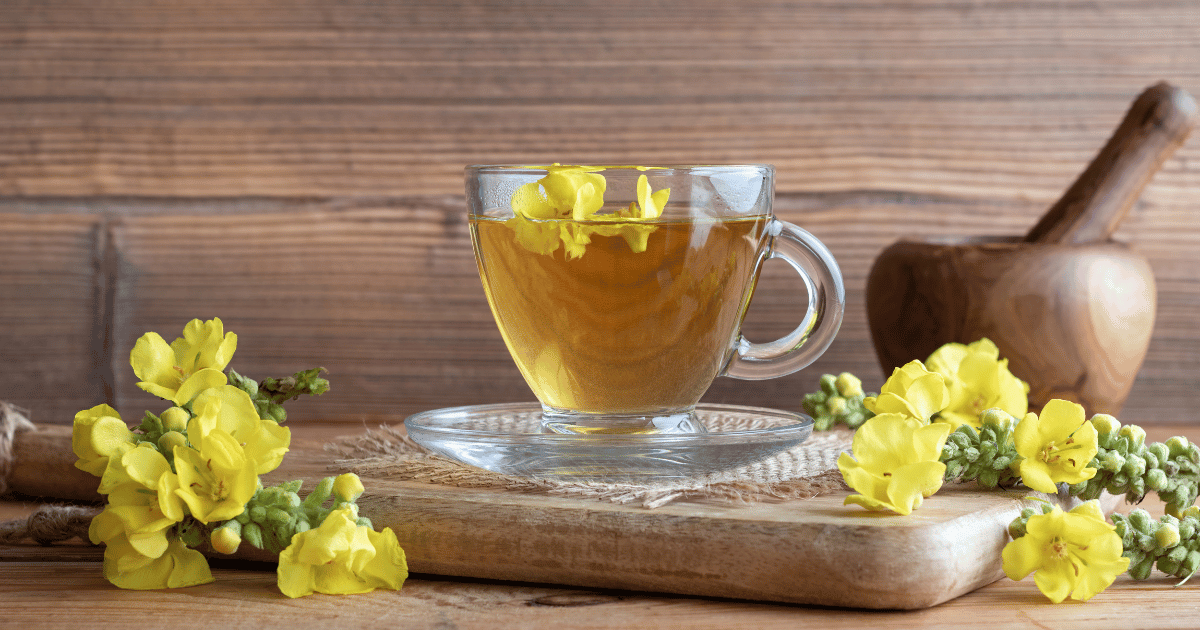 A cup of mullein tea with fresh mullein