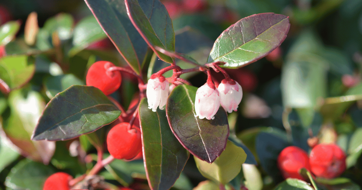 Wintergreen plant