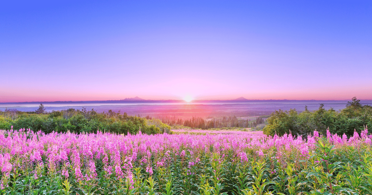 Field of fireweed with the sunset and mountains in the background.