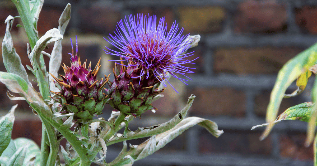 Cardoon thistle plant with beautiful bloom