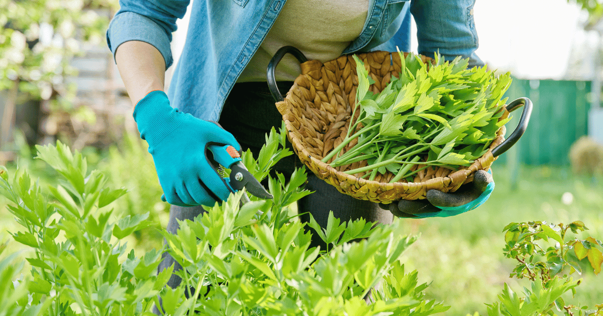 Female gardener harvesting lovage leaves